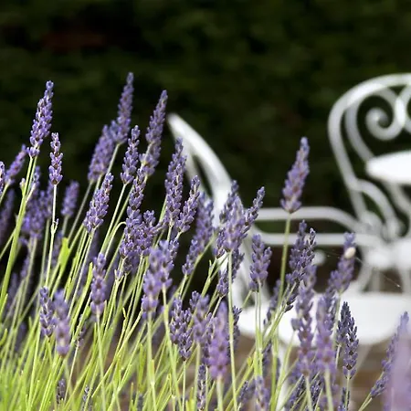 Arc En Ciel Oleron Prázdninový areál 3*